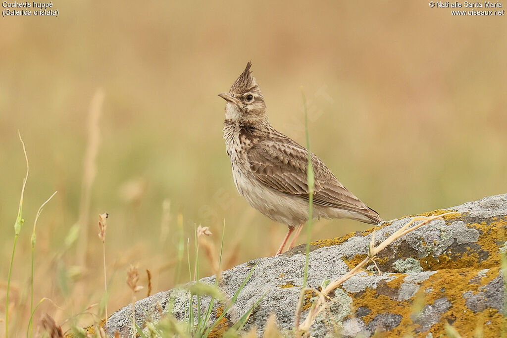 Cochevis huppé