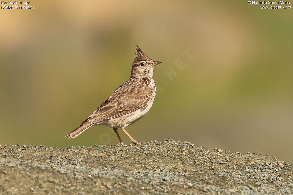 Cochevis huppé