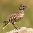 Cochevis huppé