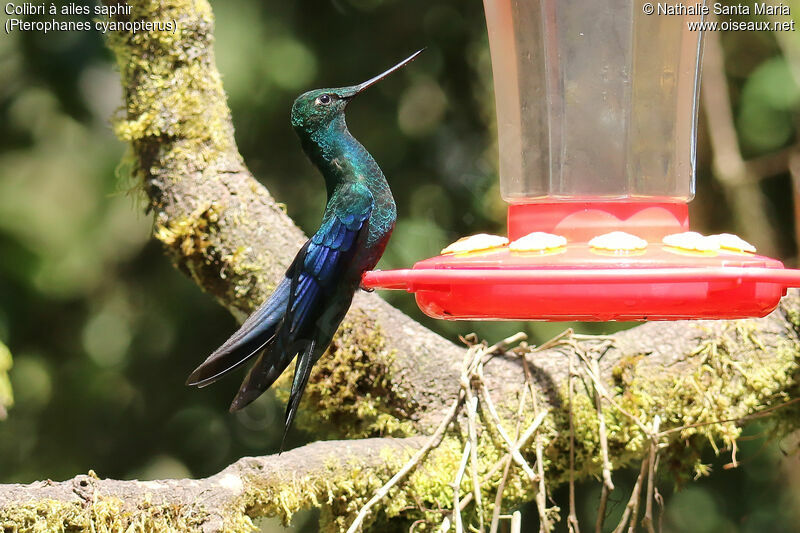 Colibri à ailes saphiradulte, identification