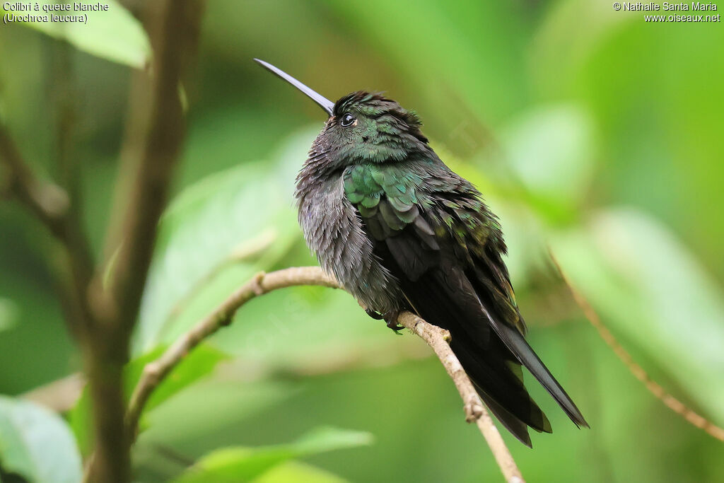 Green-backed Hillstarimmature, identification