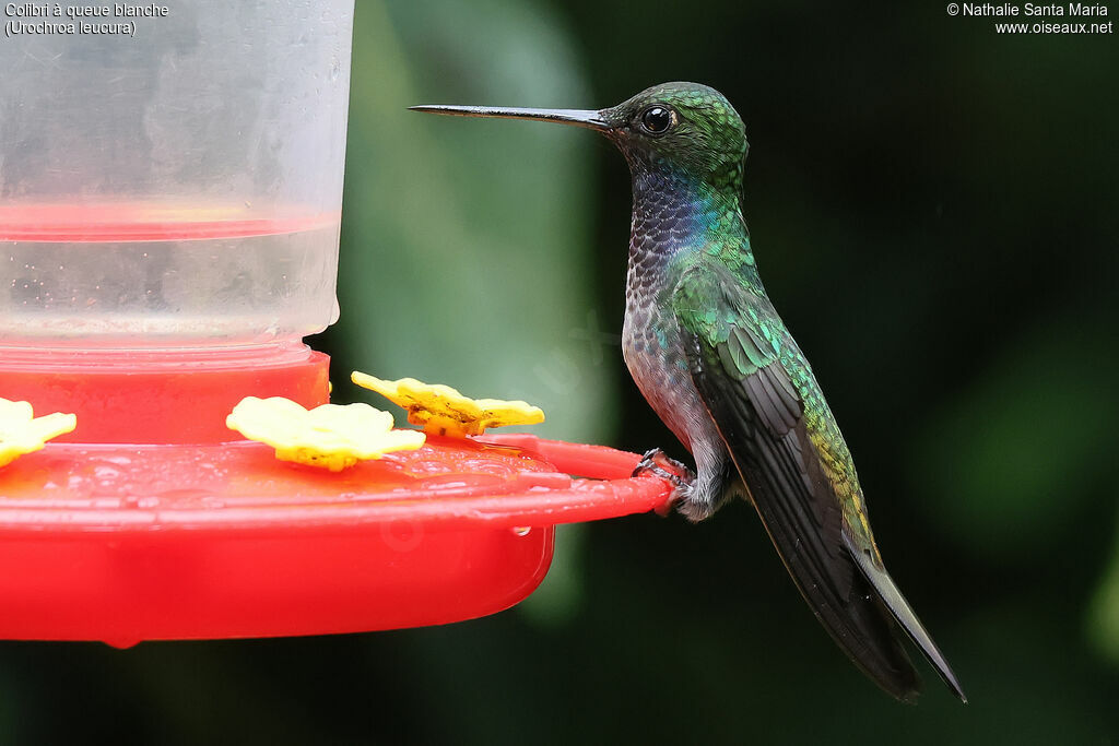 Green-backed Hillstaradult, identification, clues