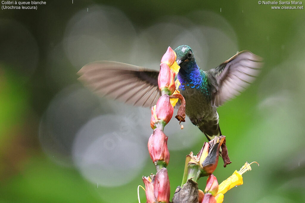 Green-backed Hillstaradult, Flight, feeding habits, eats