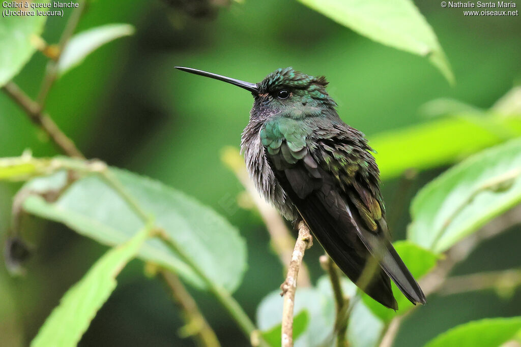 Green-backed Hillstarimmature, identification