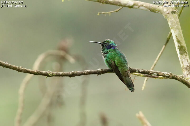 Colibri cyanoteadulte, identification