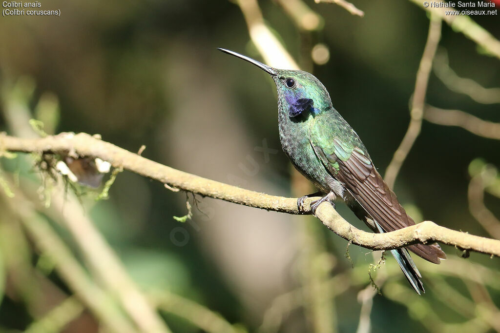 Colibri d'Anaïs
