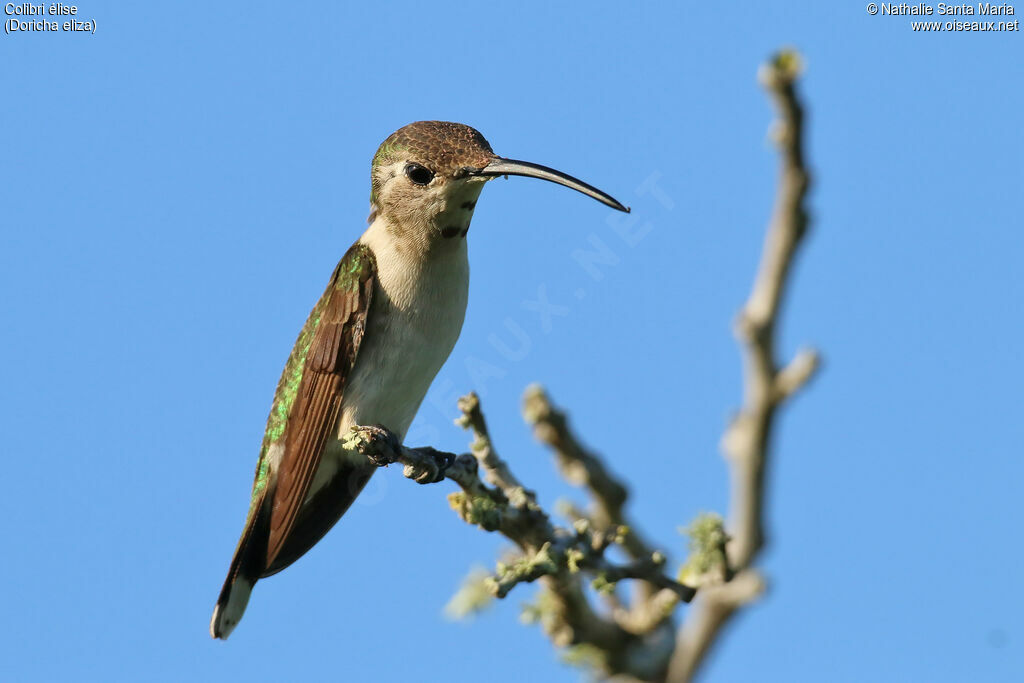 Colibri d'Eliza