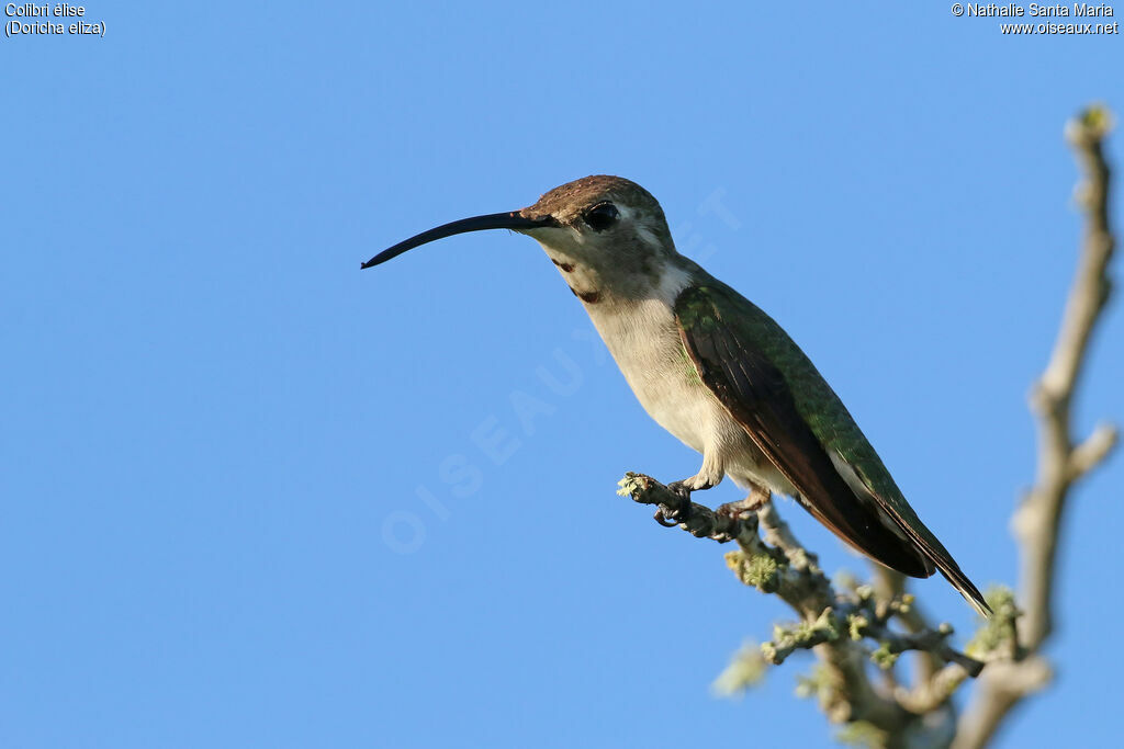 Colibri d'Eliza
