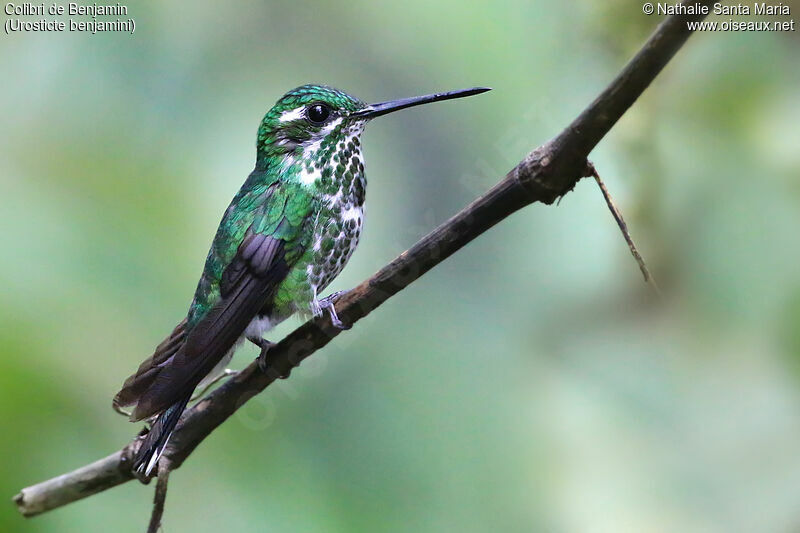 Purple-bibbed Whitetip female adult, identification