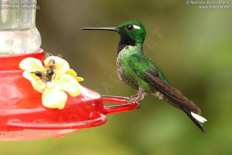 Colibri de Benjamin mâle adulte nuptial, identification