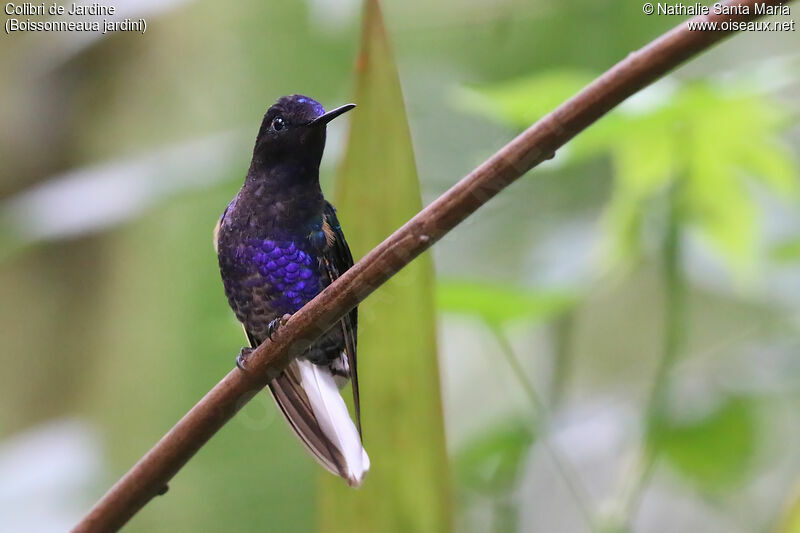 Colibri de Jardineadulte, identification