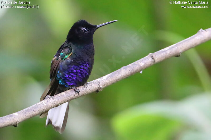 Colibri de Jardineadulte, identification