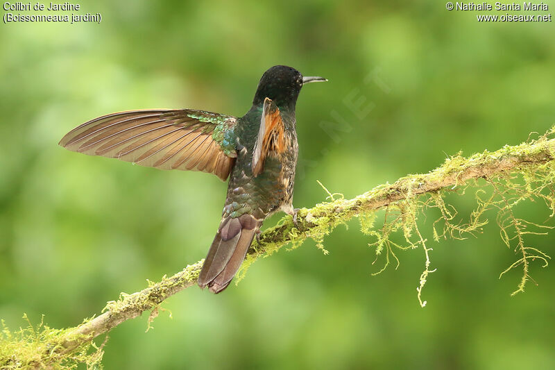 Colibri de Jardineadulte, identification