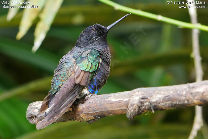 Velvet-purple Coronet, identification