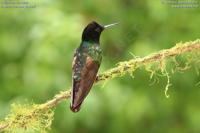 Velvet-purple Coronetadult, identification