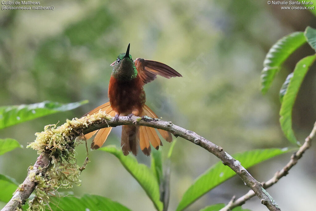 Colibri de Matthews