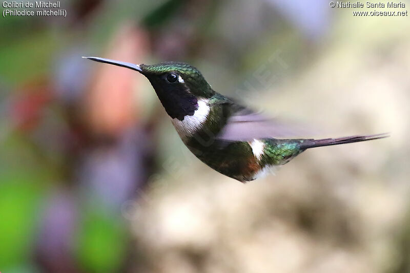 Colibri de Mitchell mâle adulte, identification