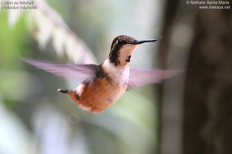 Colibri de Mitchell femelle adulte, identification