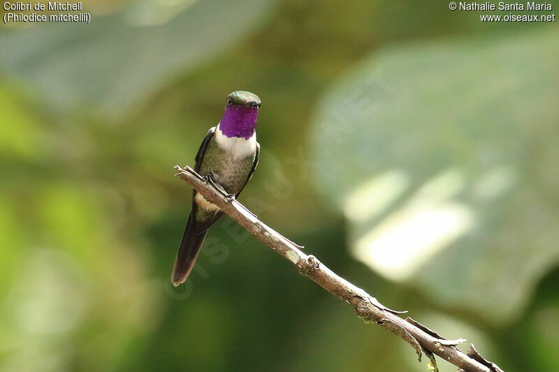 Colibri de Mitchell mâle adulte nuptial, identification