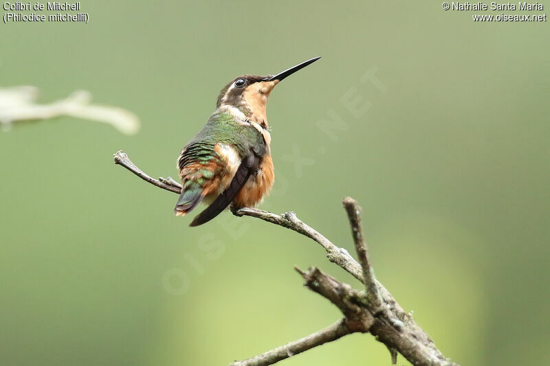 Purple-throated Woodstar female adult, identification