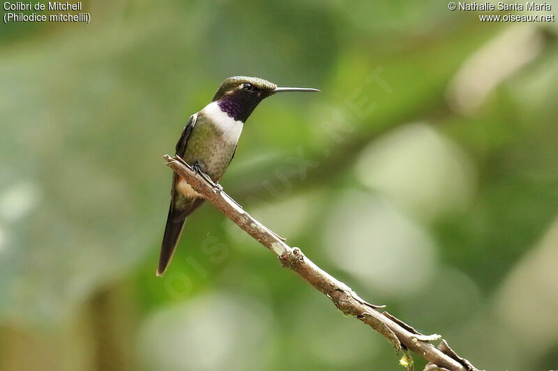 Colibri de Mitchell mâle adulte nuptial, identification