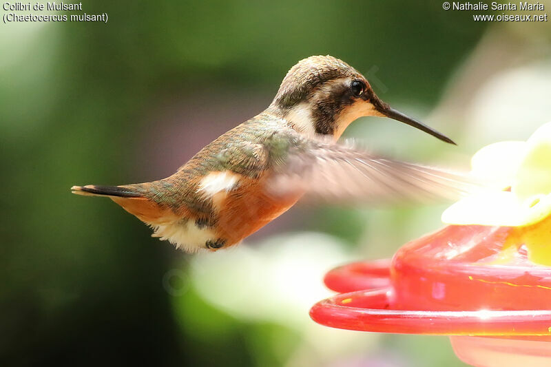 White-bellied Woodstar female adult, identification, eats