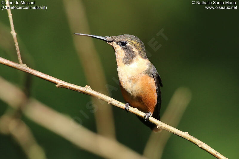 Colibri de Mulsant femelle adulte, identification