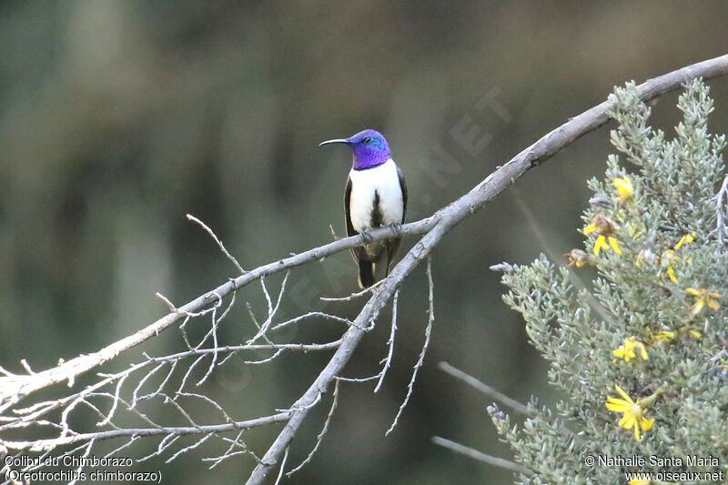 Colibri du Chimborazo mâle adulte, identification