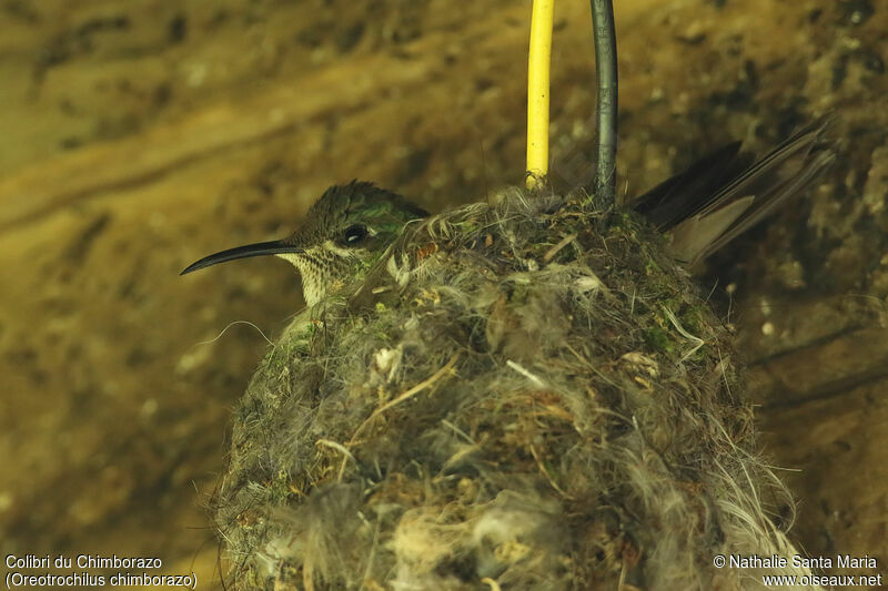 Colibri du Chimborazo femelle adulte, identification, Nidification