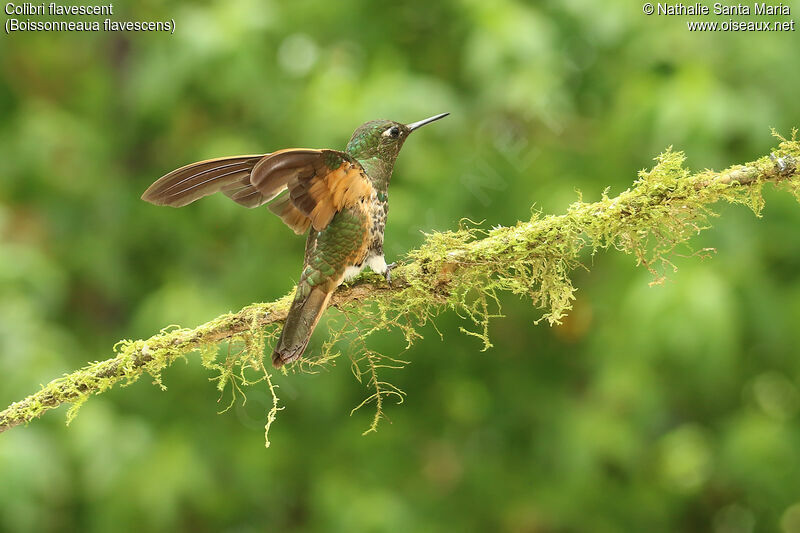 Colibri flavescentadulte, identification