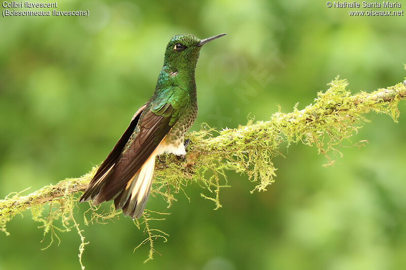 Colibri flavescentadulte, identification