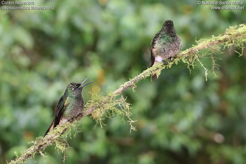 Colibri flavescentadulte, identification