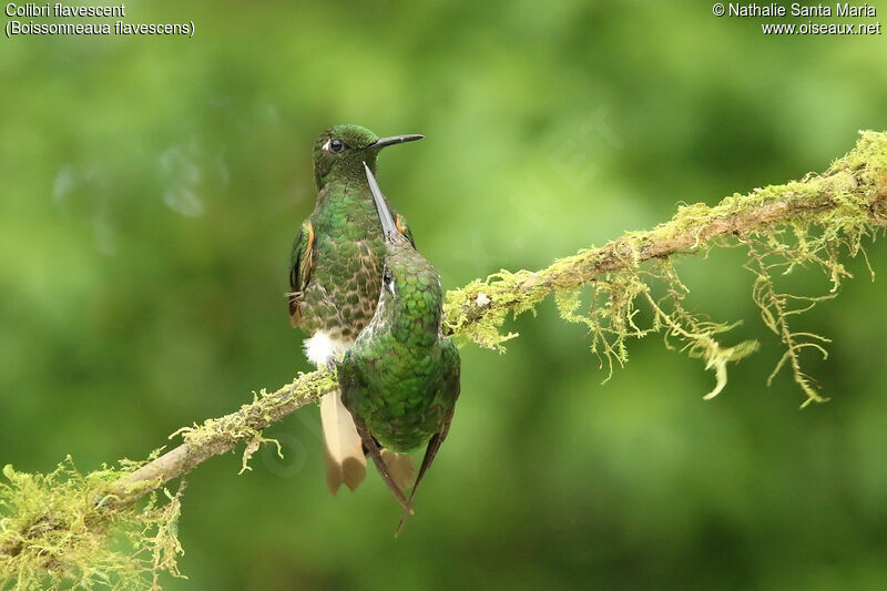 Buff-tailed Coronetadult, identification, Behaviour