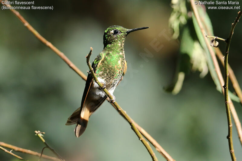 Colibri flavescentadulte, identification