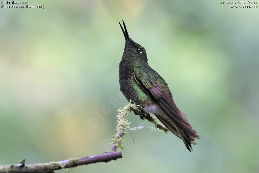 Colibri flavescent