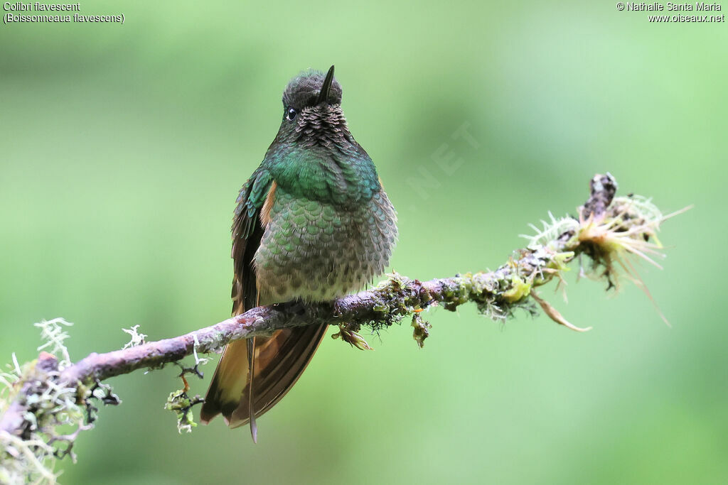 Colibri flavescent