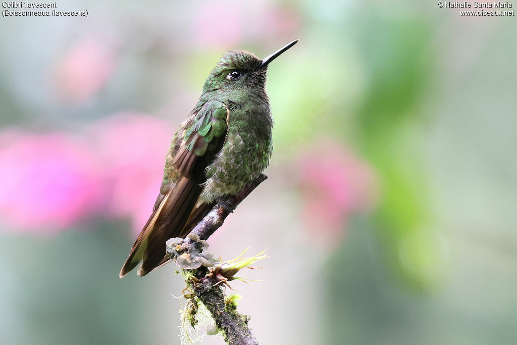 Colibri flavescent