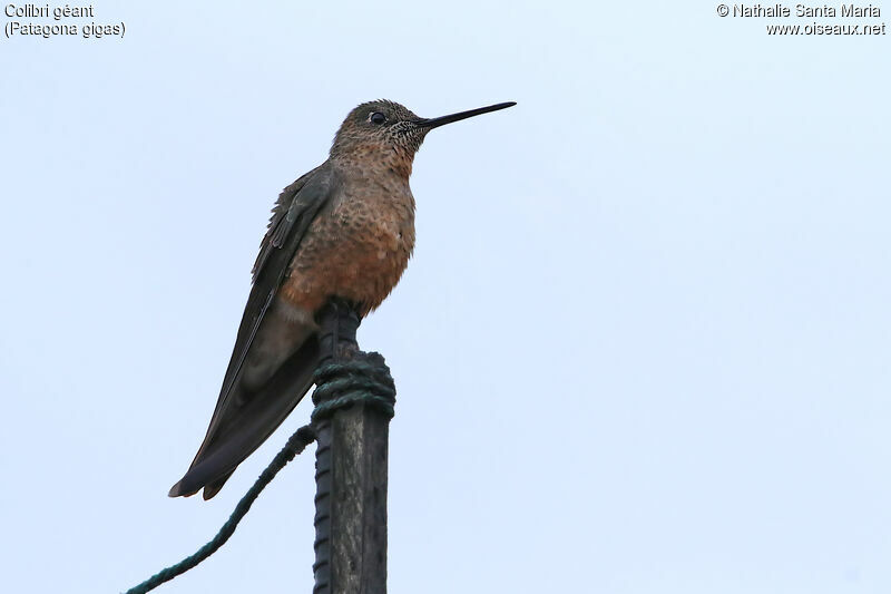 Colibri géantadulte, identification