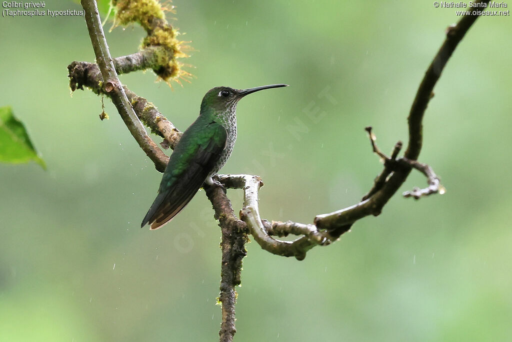 Colibri griveléadulte, identification, pigmentation