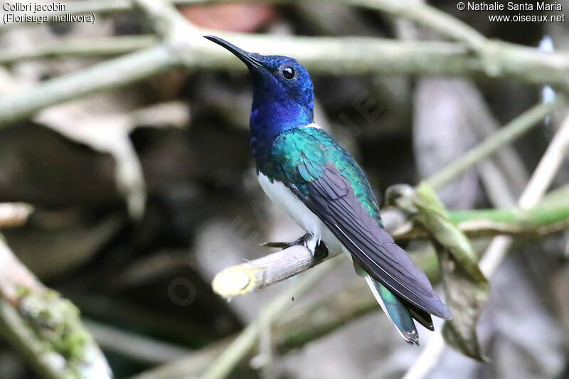 Colibri jacobinadulte, identification