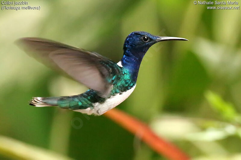 Colibri jacobin mâle adulte, Vol