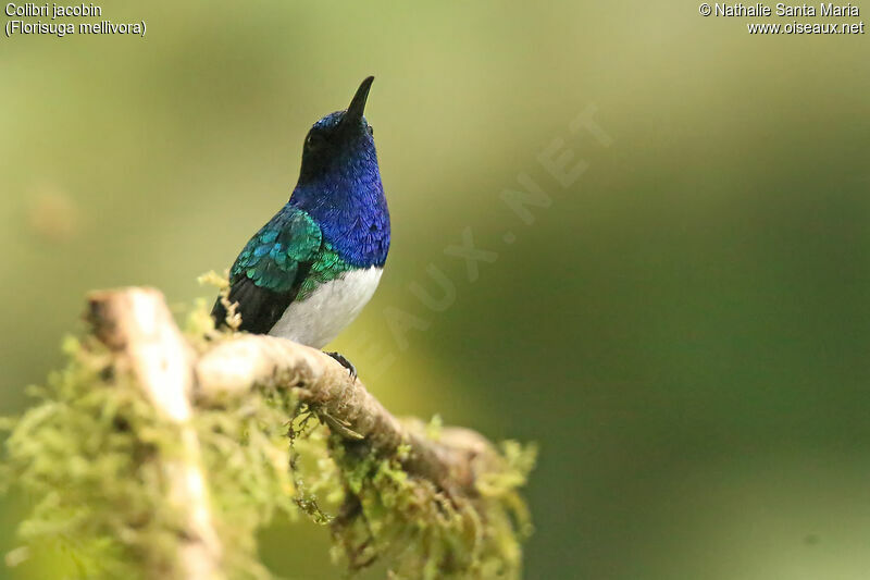 Colibri jacobin mâle adulte, identification