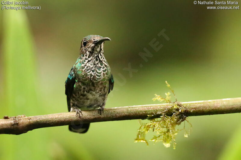 Colibri jacobin femelle adulte, identification