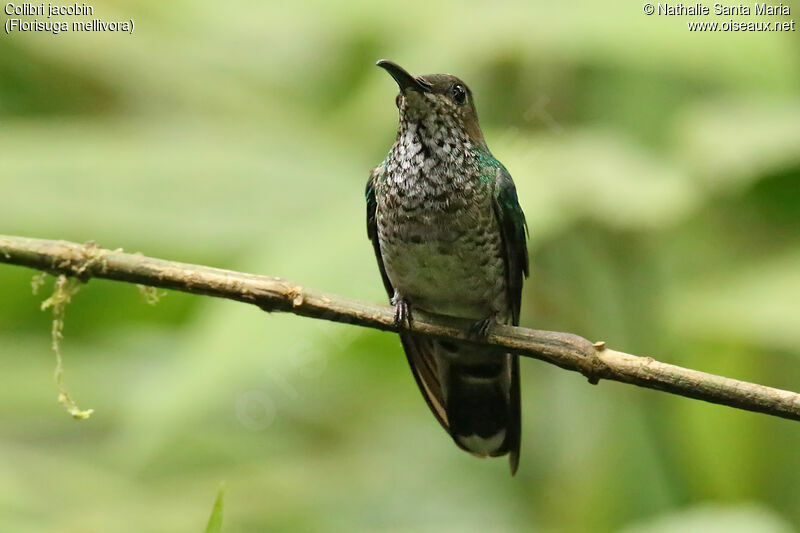 Colibri jacobin femelle, identification