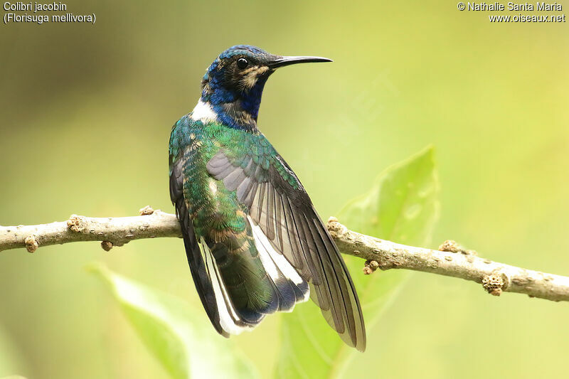 Colibri jacobin mâle subadulte, identification, composition