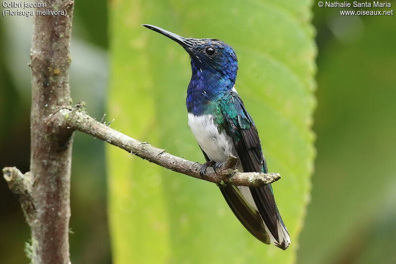 Colibri jacobin mâle adulte nuptial, identification, mue