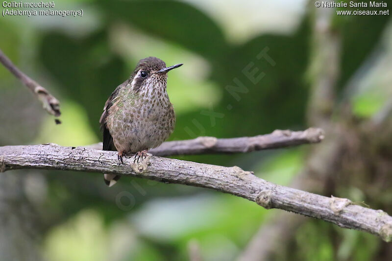 Speckled Hummingbirdadult, identification