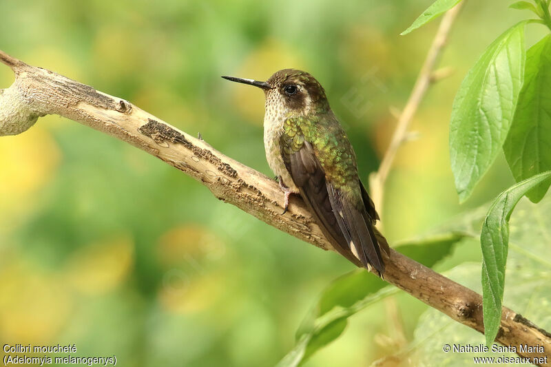 Colibri mouchetéadulte, identification