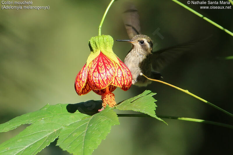 Speckled Hummingbirdadult, identification, feeding habits