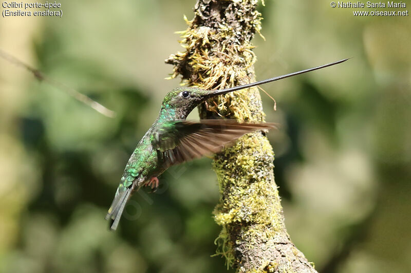 Colibri porte-épéeadulte, identification